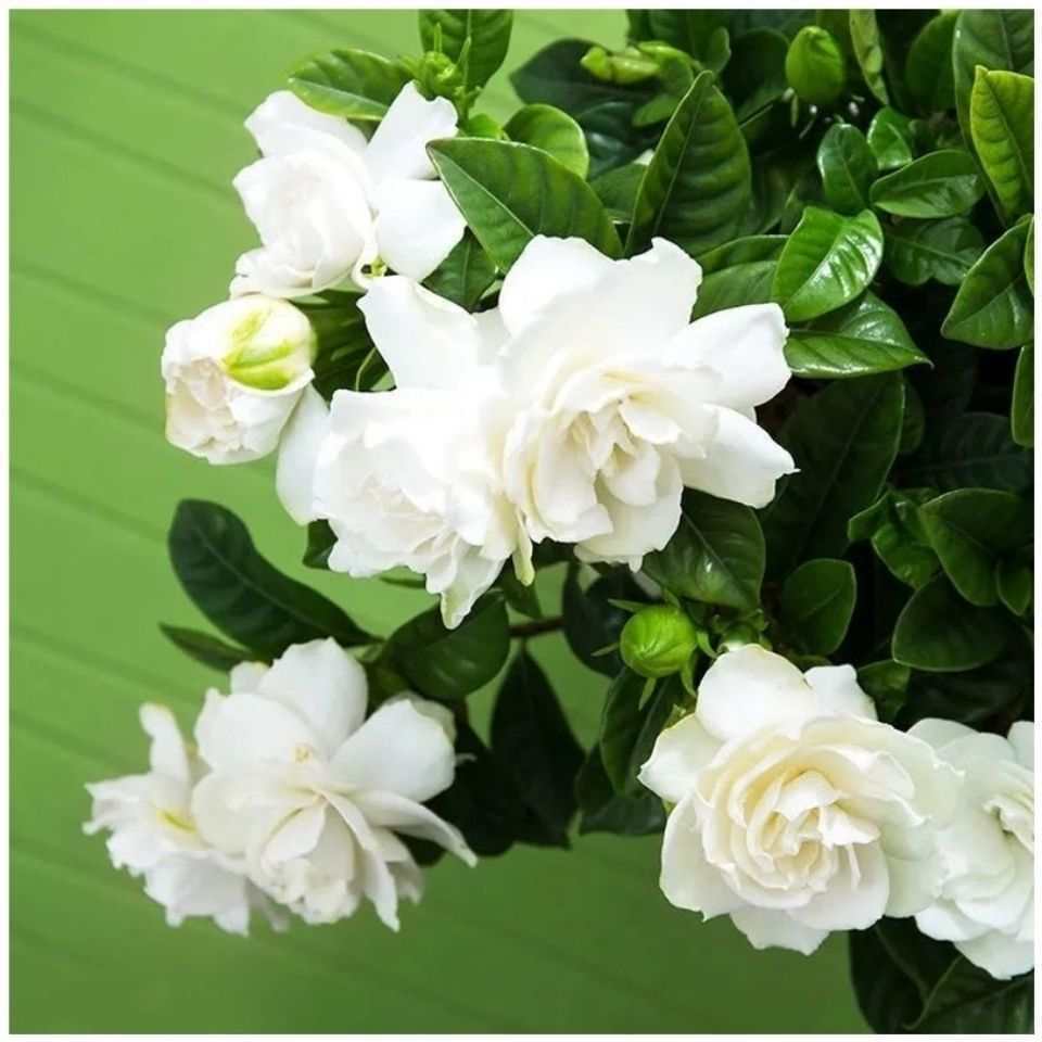 现货热卖（）栀子花种子 黄栀子种子 小栀子花 山栀花 白栀子花净() Gardenia seed Yellow Gardenia seed small20260429
