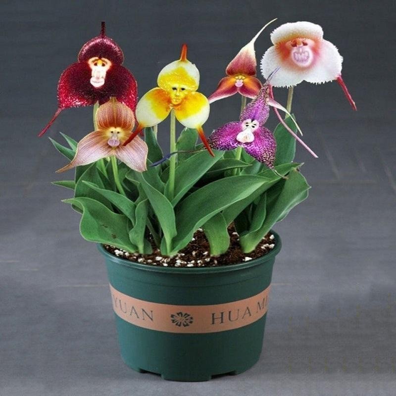 เมล็ดพันธุ์ เมล็ดกล้วยไม้หน้าลิง บรรจุ 50เมล็ด สีผสม Dracula Simia Seeds Orchid Flower Seeds for Pla