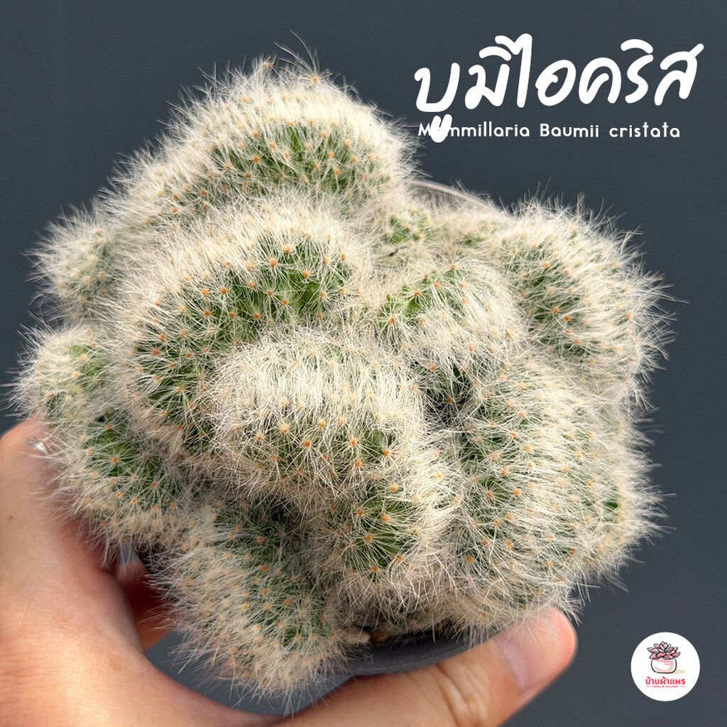 แมมบูมิไอคริส Mammillaria Baumii cristata กระบองเพชร แคคตัส ไม้อวบน้ำ cactus&succulent
