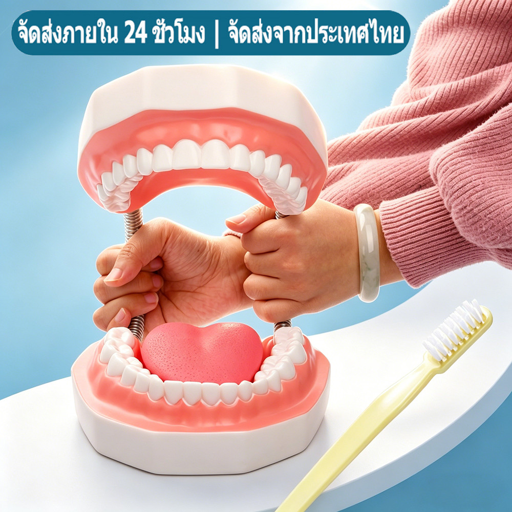 (พร้อมส่ง🇹🇭) 6:1 แบบจำลองทันตกรรม รูปแบบการแปรงฟันมาตรฐาน โมเดลฟันสําหรับการเรียนการสอนวัสดุทันตกรรม