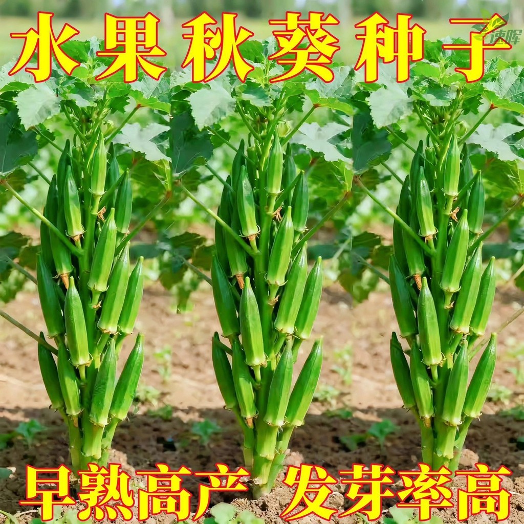 เมล็ดกระเจี๊ยบเขียว ระเบียง Pastoral Spring Okra Seed #Okra เมล็ดพันธุ์ #Okra เมล็ด หวาน กรอบ ครีม ผ