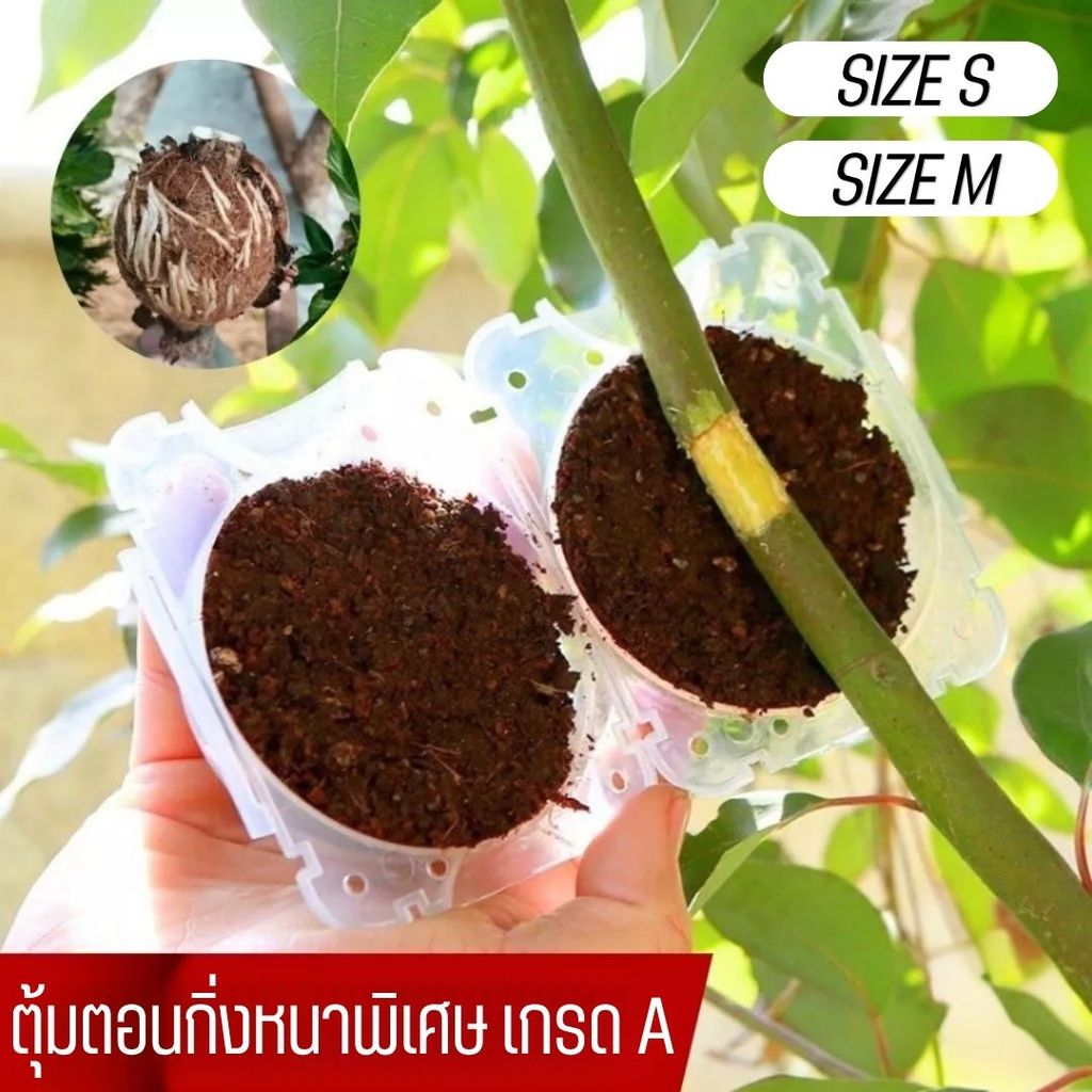 ตุ้มตอนกิ่งพลาสติก สีขาวโปร่ง (เกรดหนา) แข็งแรง ใช้งานสะดวก มี 2 ขนาดให้เลือก อุปกรณ์สำหรับต้นไม้