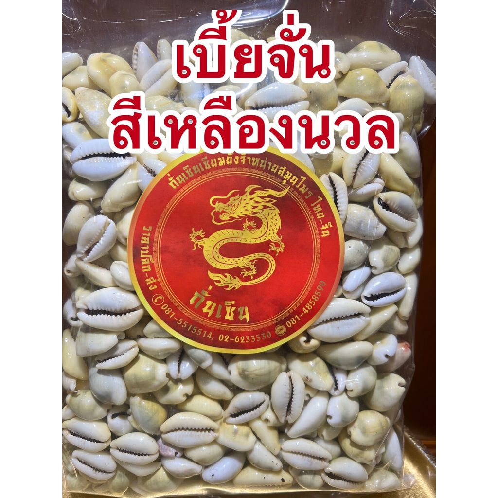หอยเบี้ย เบี้ยจั่น เบี้ยจั่นสีเหลืองนวล เหลืองเงาคละไซส์ขายยกถุงราคาไม่แพงบรรจุ100กรัมราคา190บาท