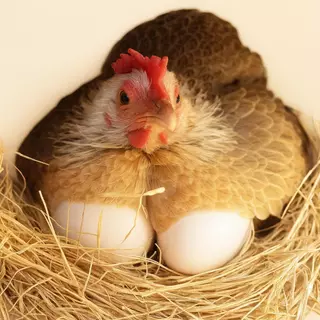 ไข่ปลอม ไข่ไก่ปลอม 5 ฟอง อุปกรณ์เลี้ยงไก่ พลาสติก เหมาะสำหรับรังไก่