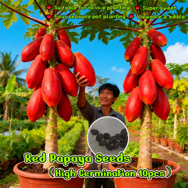 10เมล็ด/แพ็ค เมล็ดพันธุ์ มะละกอ สีแดง เมล็ดมะละกอ Red Papaya Seeds Red Lady Fruit Seed Dwarf Sweet Papaya Tree