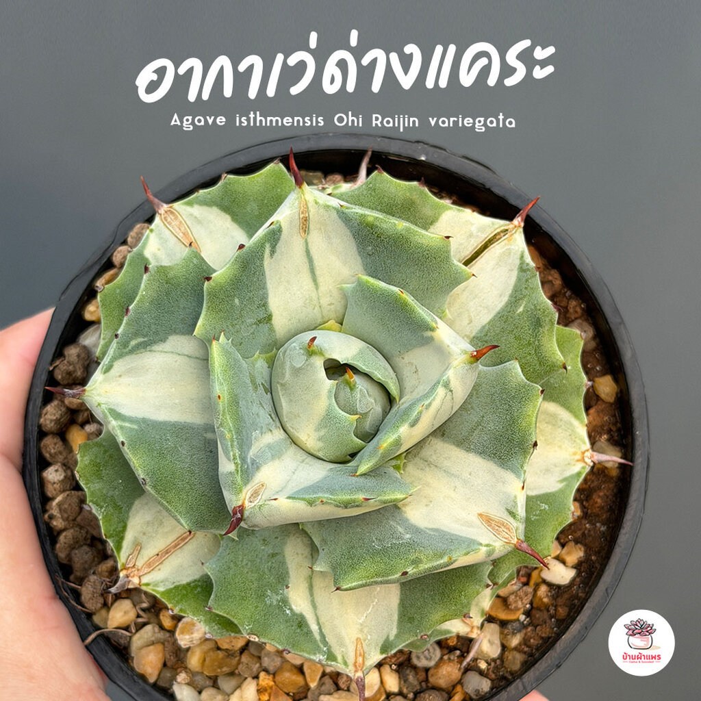 อากาเว่ด่างแคระ Agave isthmensis Ohi Raijin variegata กระบองเพชร ไม้อวบน้ำ cactus&succulent หลากหลายสายพันธุ์