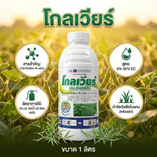 โกลเวียร์ เคลียร์หญ้า ขนาด 1 ลิตร ฉีดทับมันสำปะหลังได้ หญ้าใบแคบเอาอยู่ ปลอดภัยต่อมัน ฉีดทับได้ทั้งมันและแปลงผัก