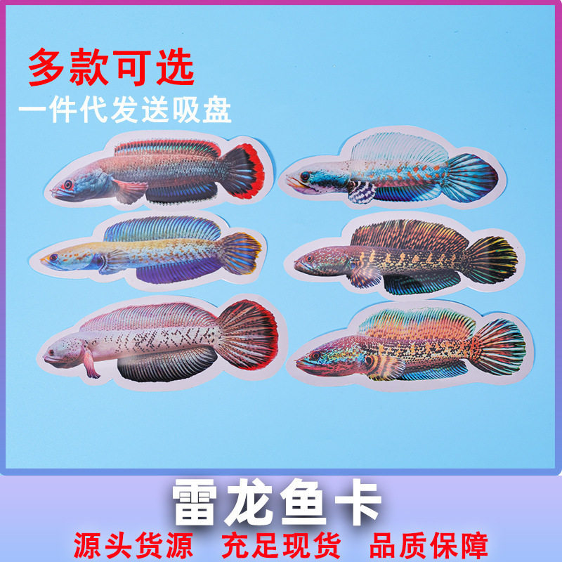 2026 สินค้าใหม่ Thunder Arowana การฝึกอบรมการ์ดปลาสวยงามกัดถังกลอง Gill การ์ดการฝึกอบรมถังปลา Teasing ปลาเลือด Spot20260427