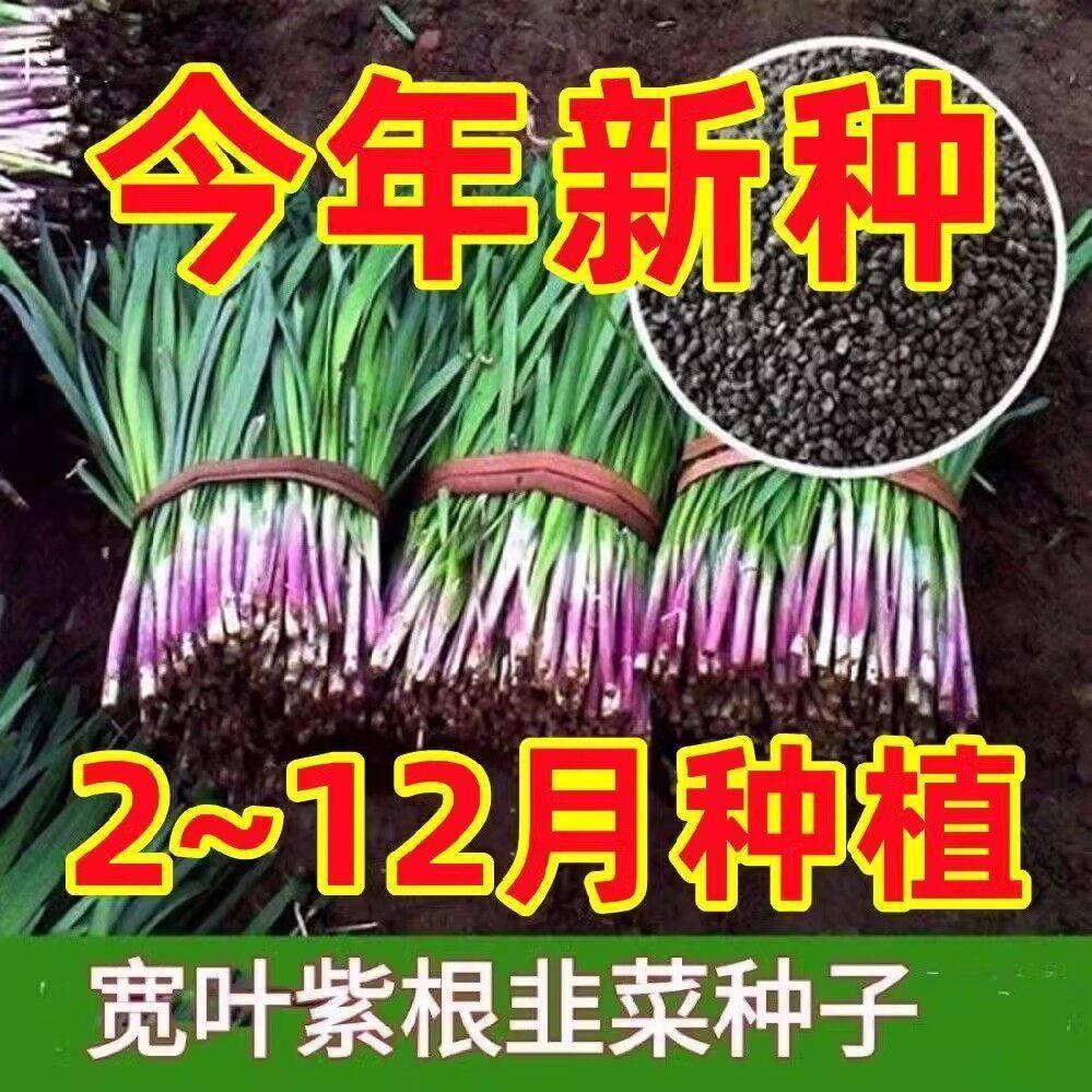 现货热卖紫根韭菜种子四季种籽子根红根宽叶根苗蔬菜苗籽种孑大叶籽大全Purple-root leek seeds, all-season seeds, red roots, wide roots.202