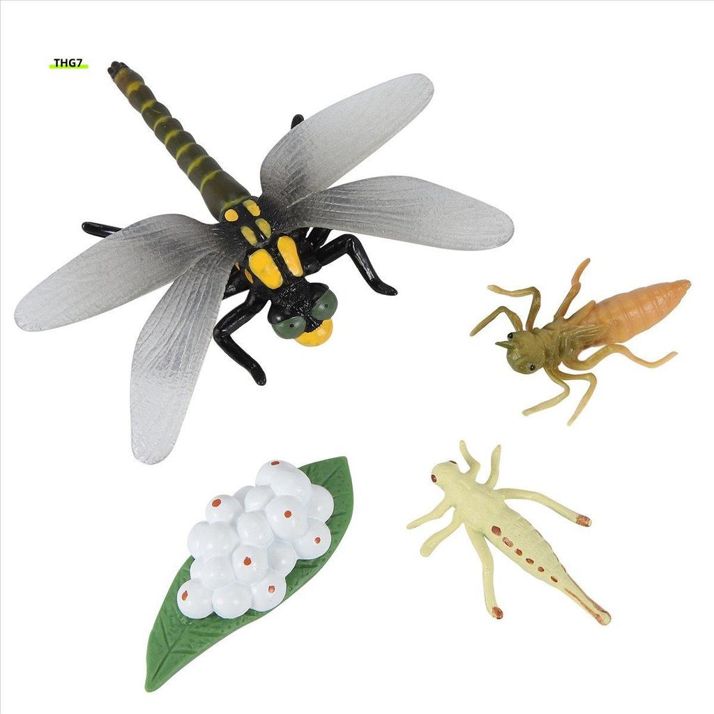 Belinda7Life CYCLE of A Dragonfly แมลงชีวิตรอบ Growth รุ่นเด็กสัตว์ Growth CYCLE วิทยาศาสตร์ของเล่นเ