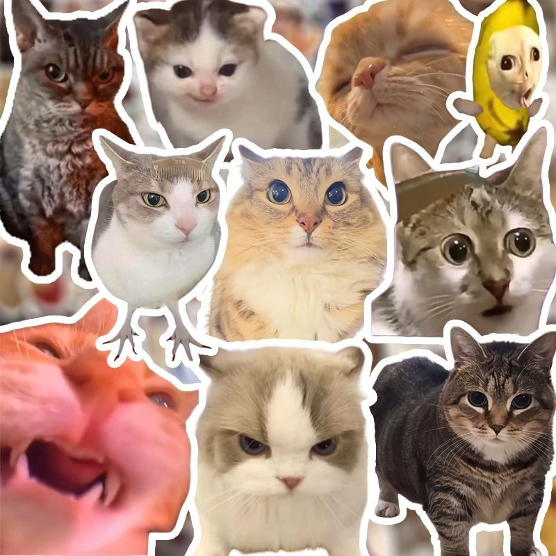 【lxqy0009.th】 张猫meme贴纸巴巴博一oiiaio搞笑可爱猫咪鬼畜DIY贴画 cat meme stickers Baba Bo Y 【0506y6h7ObI8a】