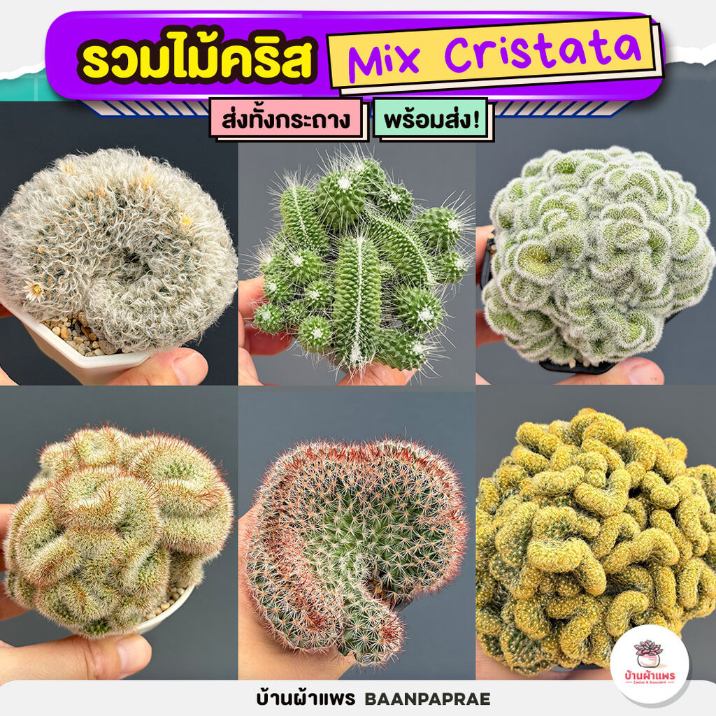 รวมไม้คริส Mix Cristata แคคตัส กระบองเพชร cactus&succulent