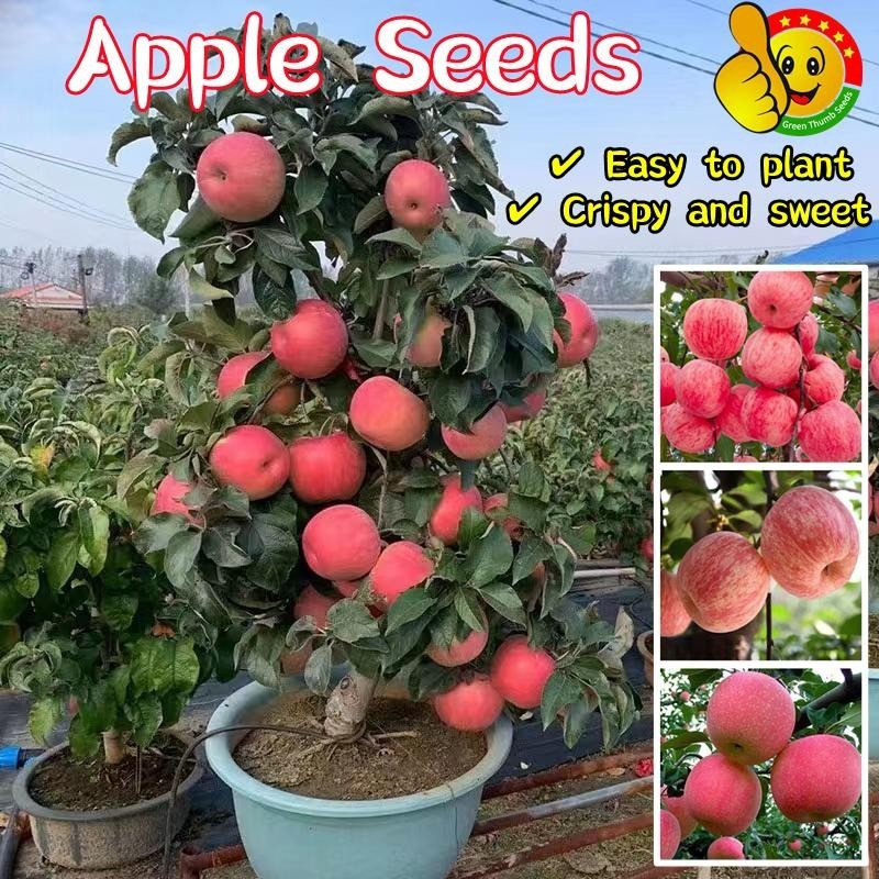 50เมล็ด เมล็ดพันธุ์ แอปเปิ้ล Dwarf Apple Tree Seeds Fruit Seed เมล็ดพันธุ์ผลไม้  เมล็ดพันธุ์ ต้นผลไม้ ต้นบอนสี เมล็ดบอนส