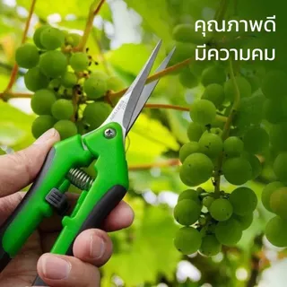 กรรไกรตัดกิ่งปลายแหลม คีมตัดกิ่งไม้ สแตนเลส คมกริบ สำหรับตัดแต่งกิ่งไม้ ดอกไม้ บอนไซ อเนกประสงค์