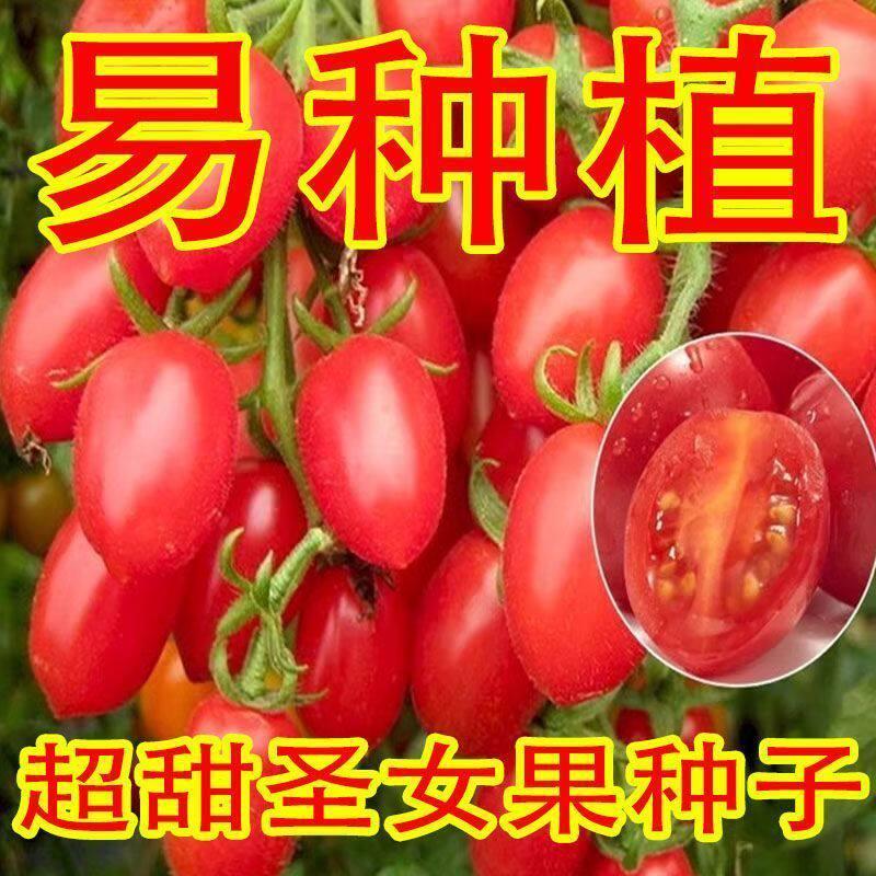 Millennium Cherry Super Sweet Cherry Seeds Millennium Cherry Tomato Super Sweet Cherry Seeds20260423