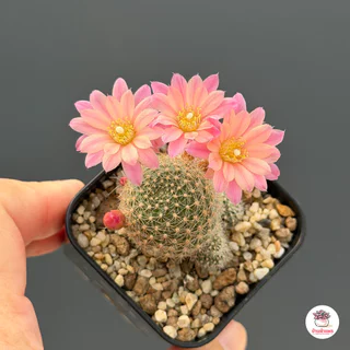 รีบูเทีย คาร์นิวาล Rebutia Carnival แคคตัส กระบองเพชร cactus&succulent