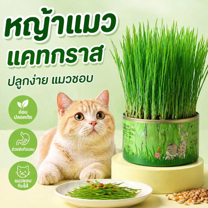 COD😻หญ้าแมว ออร์แกนิค ต้นข้าวสาลี สำหรับสัตว์เลี้ยง เมล็ดข้าวสาลี อัตราการงอกสูง ง่ายต่อการใช้ ไม่ต้องใช้ดิน