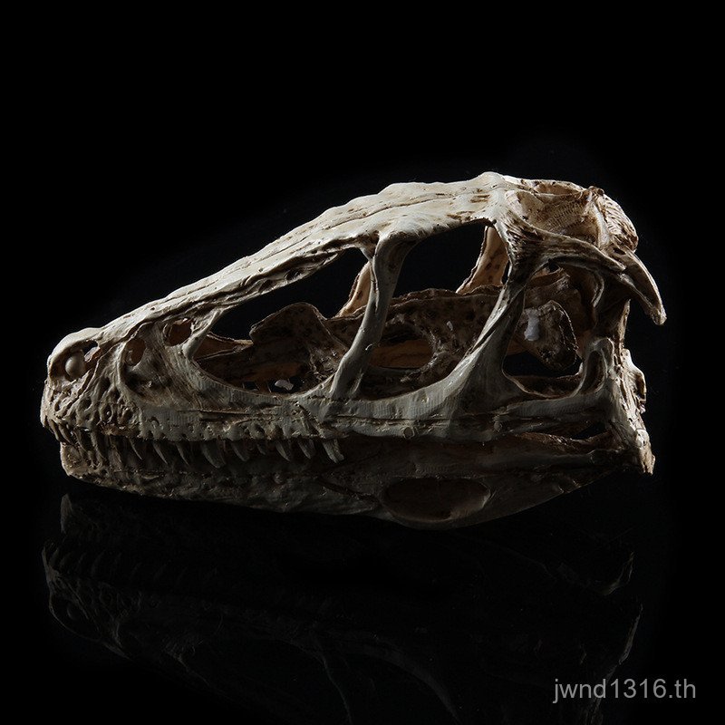 Skull ไดโนเสาร์ Skull Dragon Skull เรซิ่นสัตว์ Skull วันเด็ก Skull กรอบรุ่น Clever ของขวัญ HWYG