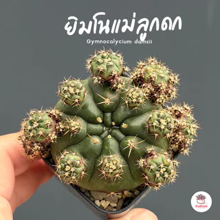 รวมยิมโน Gymnocalycium Mix แคคตัส กระบองเพชร cactus&succulent