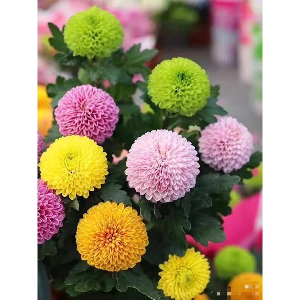 100เมล็ดปิงปองดอกเบญจมาศเมล็ดสี่ฤดูกาลดอกง่ายสดดอกไม้ในร่มระเบียงที่มีสีสันกระถางประดับพืชเมล็ดเบญจมาศ