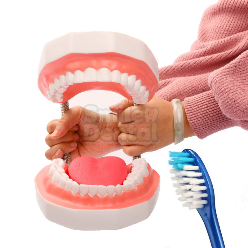โมเดลฟัน 6 เท่า พร้อมแปรงสีฟัน ขนาดใหญ่ สําหรับการเรียนการสอน Dental Model 6 Times Teeth Model Normal Brushing Model