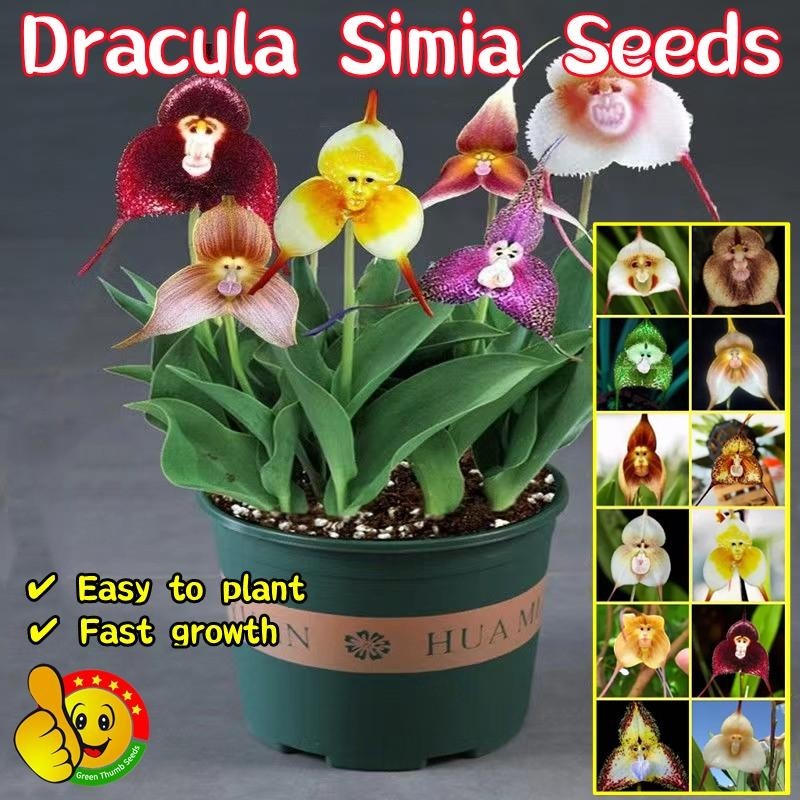 100 เมล็ด/ซอง เมล็ดกล้วยไม้หน้าลิง Rare Dracula Simia Seeds Monkey Face Orchid Plants Seeds Monkey F