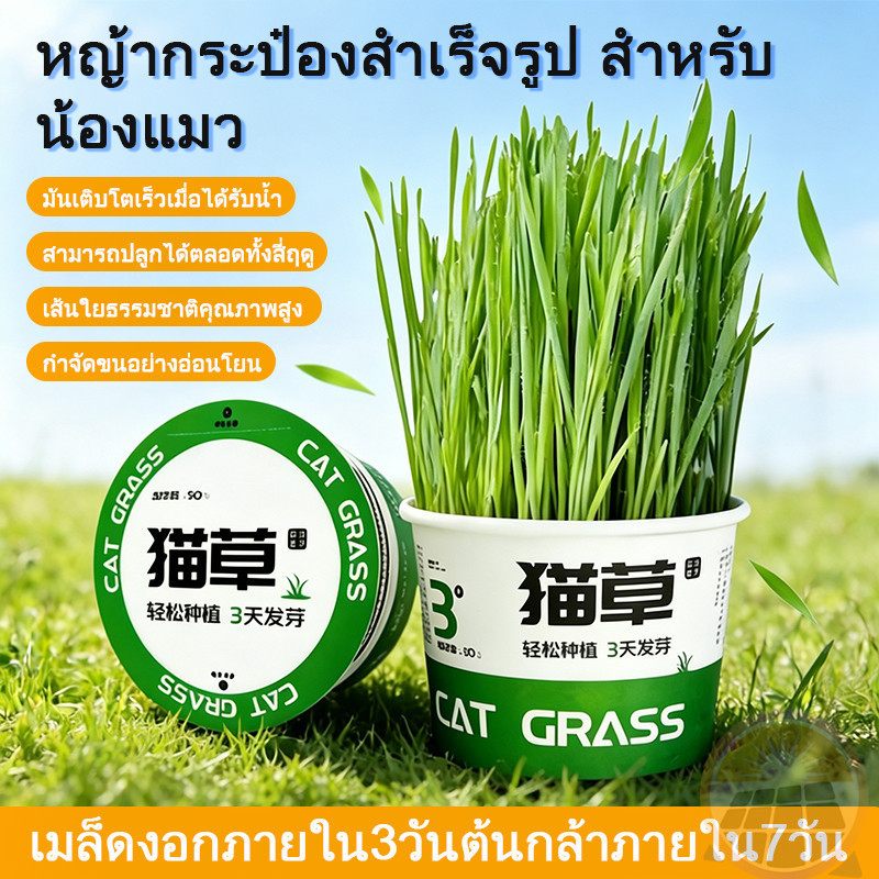 หญ้าแมวสำเร็จรูป หญ้าแมวพร้อมทาน หญ้าแมว หญ้าแมวสำเร็จรูป 3วันงอก ช่วยขับก้อนขนแมวได้เลย!