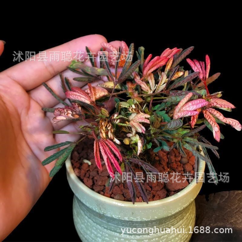 ขายส่ง Mimosa เมล็ดดอกไม้ใบที่มีสีสัน Mimosa สนุกพืชระเบียง Courtyard เมล็ดดอกไม้