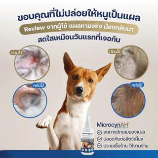MicrocynAH ไมโครซิน สเปรย์พ่นแผล ฆ่าเชื้อแบคทีเรีย ไวรัส เชื้อรา สำหรับสัตว์ทุกชนิด ขนาด 59 ml