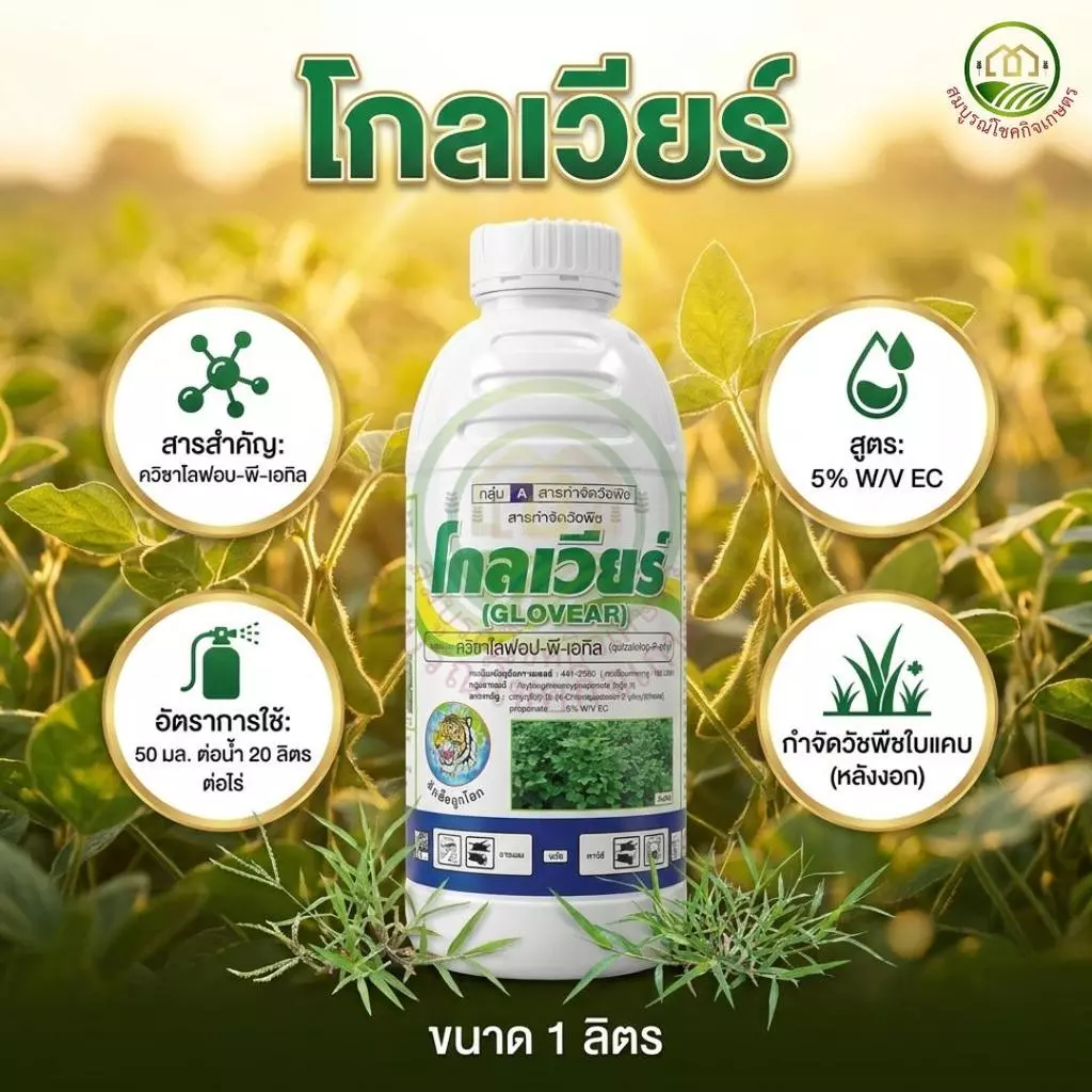 โกลเวียร์ เคลียร์หญ้า ขนาด 1 ลิตร ฉีดทับมันสำปะหลังได้ หญ้าใบแคบเอาอยู่ ปลอดภัยต่อมัน ฉีดทับได้ทั้งมันและแปลงผัก