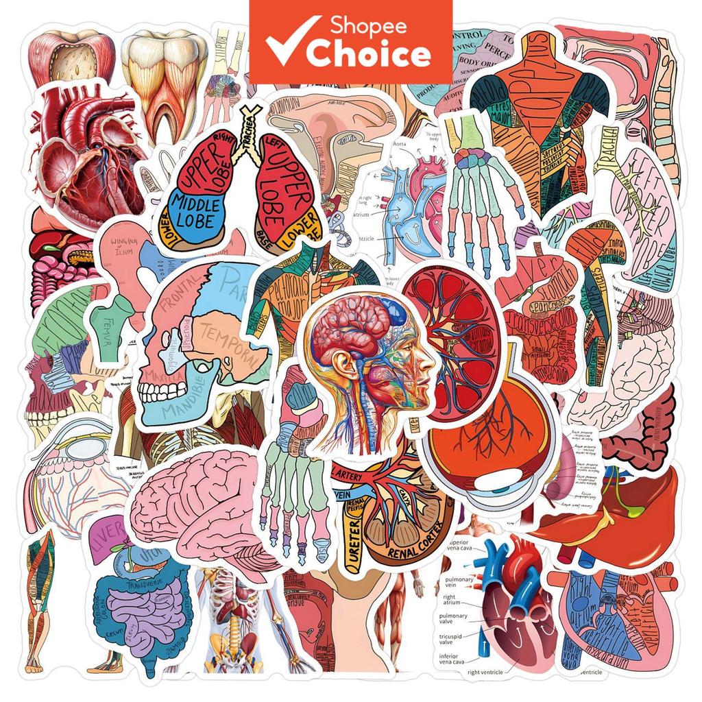 การ์ตูน 300pcs Human Anatomy สติกเกอร์สําหรับแล็ปท็อปโทรศัพท์สเก็ตบอร์ดสมุดภาพกระเป๋าเดินทางน่ารักความงาม Graffiti Decals เครื่องเขียน ...