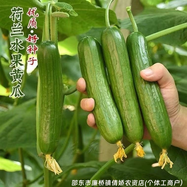 เมล็ดผลไม้ดัตช์ Cumber เมล็ดผลไม้ดัตช์ Daquan unspiny gherkin20260504