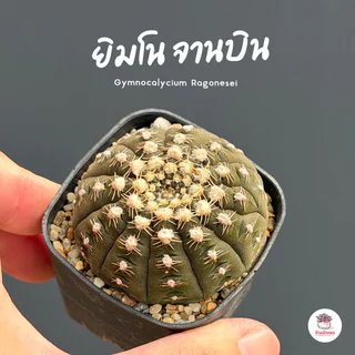รวมยิมโน Gymnocalycium Mix แคคตัส กระบองเพชร cactus&succulent