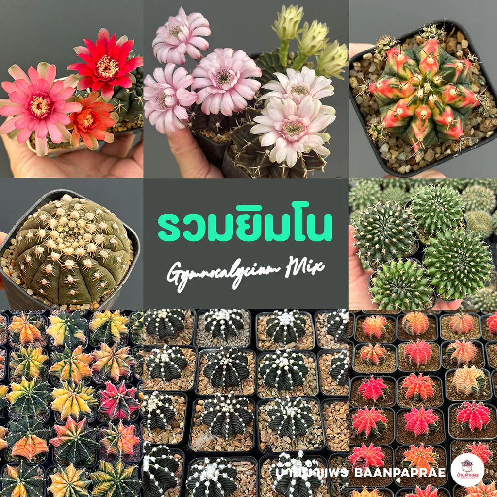 รวมยิมโน Gymnocalycium Mix แคคตัส กระบองเพชร cactus&succulent