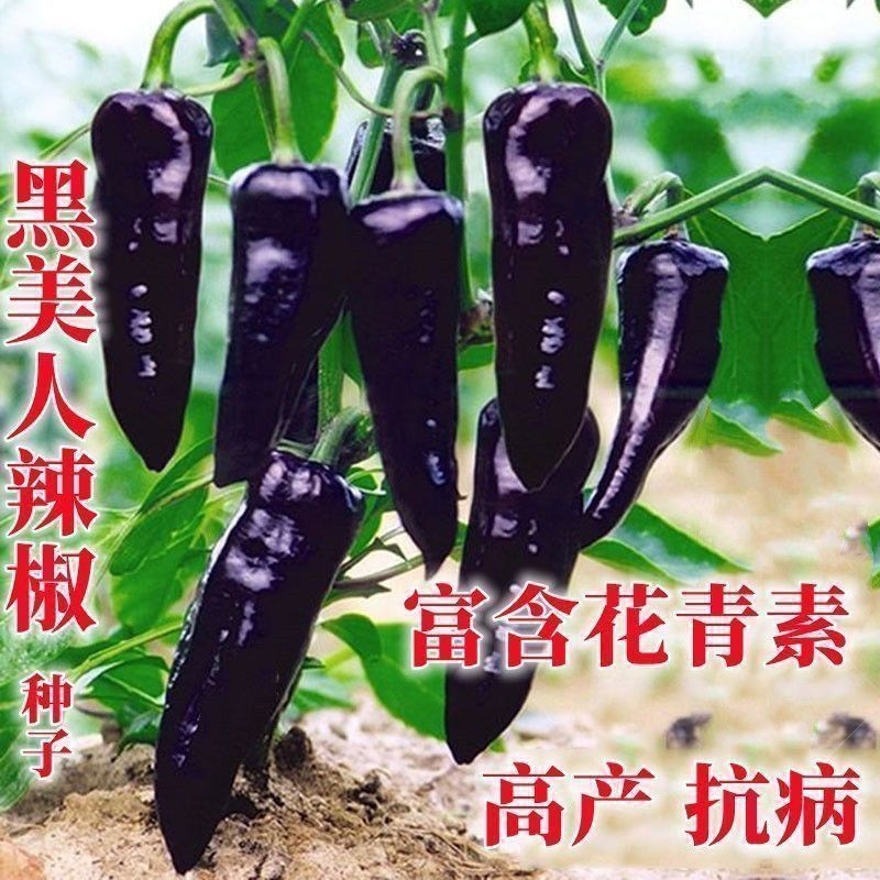 Selected Purple Concubine Sharp Pepper Seeds สีดําสีม่วงสี Pepper Pepper Pepper High-ผลิต Anti-Disea