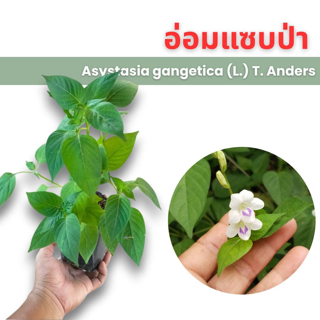 ต้นอ่อมแซบป่า พร้อมจัดส่งทันที ต้นสวยๆ ต้นอ่อมแซ่บป่า