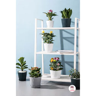 [ LYP ] กระถางลายคลื่นพร้อมจานรอง กระถางพลาสติก แคคตัส กระบองเพชร ไม้อวบน้ำ Cactus&Succulent