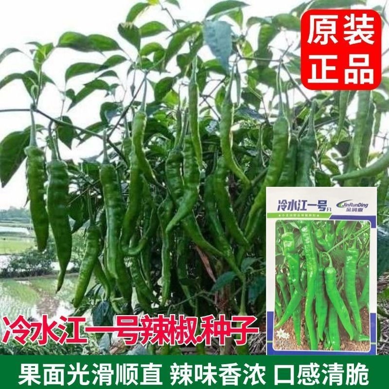 现货湖南本地辣椒种子老品种辣椒籽薄皮肉厚高产辣椒种子杂交香辣蔬菜Hunan local chili seeds, old variety chili seeds, thin-walled.202605