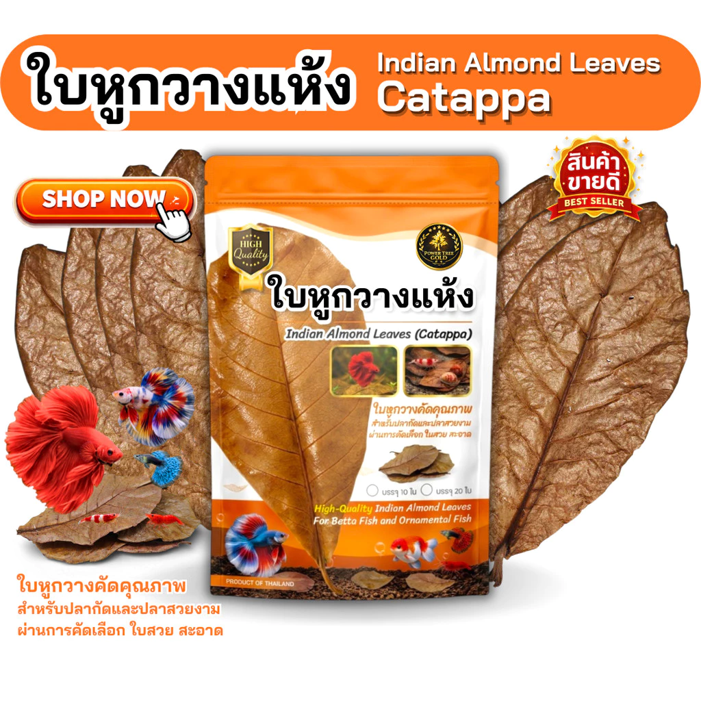 ใบหูกวางแห้ง คัดเกรดพรีเมียม ใบใหญ่ เรียบ สะอาด สำหรับปลากัดและปลาสวยงาม (บรรจุ 10 ใบ / 20 ใบ)
