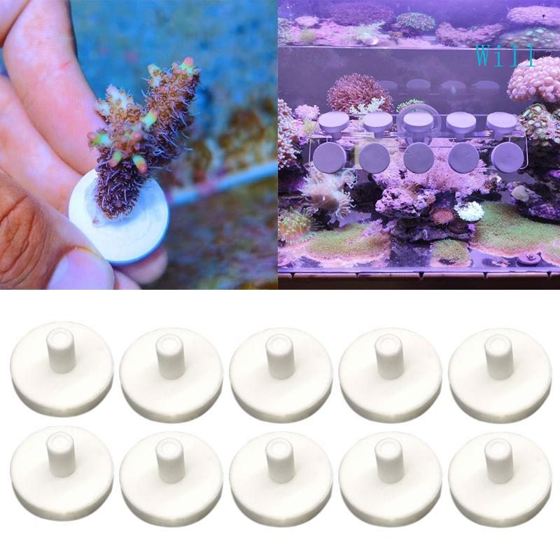 Will Coral Frag Disks Aquatics สําหรับคอรัลรูปตัว T สําหรับพิพิธภัณฑ์สัตว์น้ําทะเล