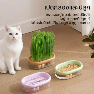 COD ชุดปลูกหญ้าแมว ชุดปลูกข้าวสาลีแมว หญ้าแมว ออร์แกนิค เมล็ดพืช 5 แพ็ค ไฮโดรโปนิกส์