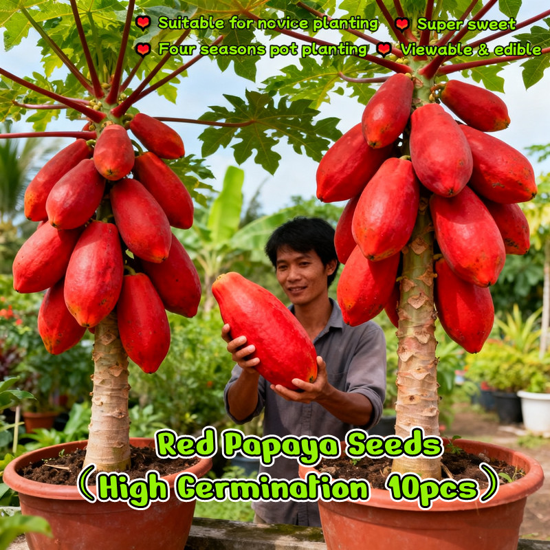 10เมล็ด/แพ็ค เมล็ดพันธุ์ มะละกอ สีแดง เมล็ดมะละกอ Red Papaya Seeds Red Lady Papaya Plant Fruit Seed
