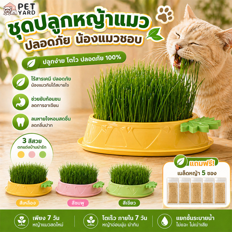 🌱หญ้าแมว อาหารแมว เมล็ดพืชออร์แกนิค 5 แพ็ค ไฮโดรโปนิกส์ ชุดปลูกหญ้าแมว ช่วยขับขนในกระเพาะ