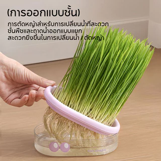 COD ชุดปลูกหญ้าแมว ชุดปลูกข้าวสาลีแมว หญ้าแมว ออร์แกนิค เมล็ดพืช 5 แพ็ค ไฮโดรโปนิกส์
