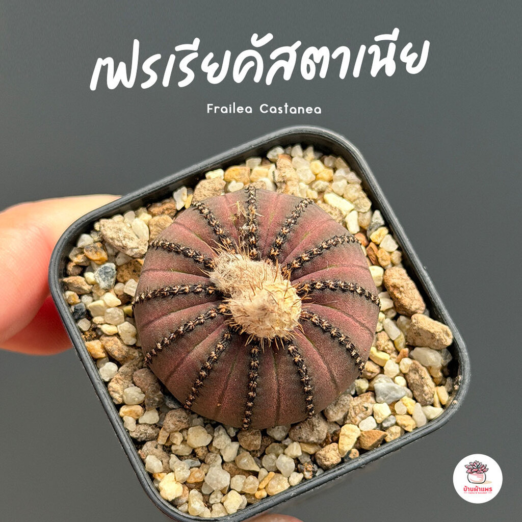 เฟรเรียคัสตาเนีย Frailea Castanea แคคตัส กระบองเพชร cactus&succulent
