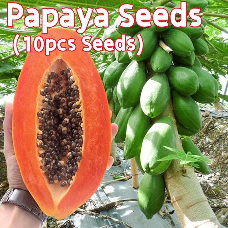 เมล็ดพันธ์มะละกอแขกนวลดำเนิน (10เมล็ด/ซอง) Sweet Papaya Seeds for Planting Bonsai Papaya Seeds Papay