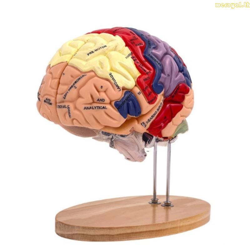 Weroyal Human Brain Anatomy Model Shows Middle Lobe of Brain Anterior Lobe of Brain
