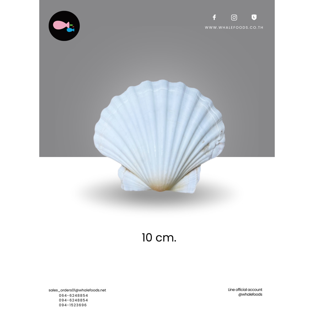 Scallop Shells 10cm ฝาหอยมุก / ฝาหอยเชลล์ 10pc/pack (สำหรับตกแต่ง)