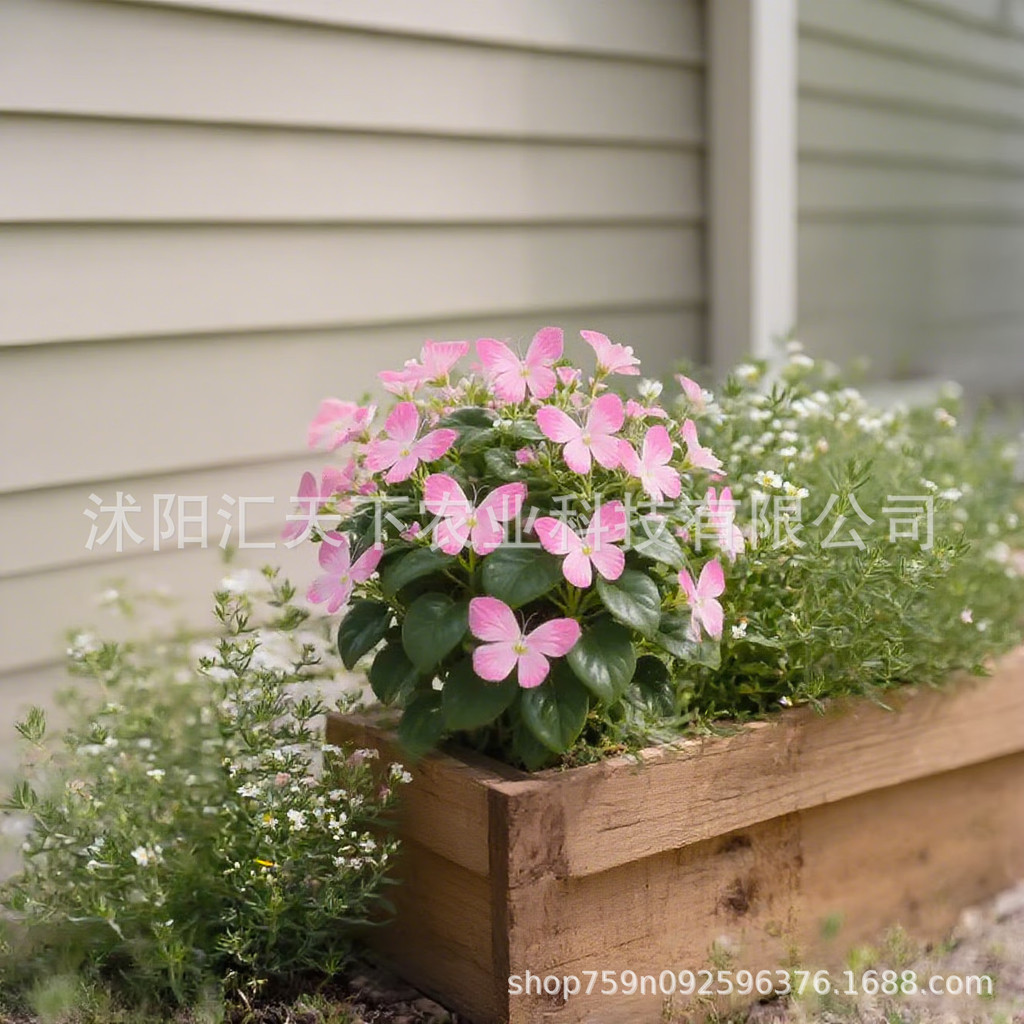 [E-commerce] Moonlight Butterfly Flower Seed Butterfly Seed Cordieeria Flower Seed Courtyard Garden 