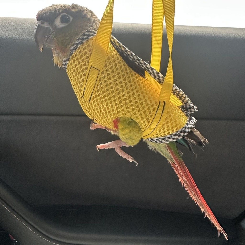 Parrot Tote Bag Bird Walking Handy Tool Parrot Outing Bagนกกระทา Handle Bag Bird Walking Bag Bird To